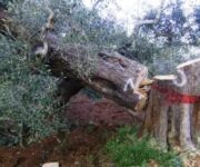 xylella_albero_abbattuto