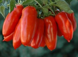 pomodoro_san_marzano