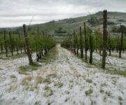 Grandine sui vigneti