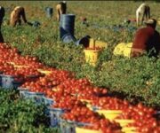 La piaga del caporalato