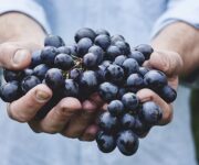 Uva Primitivo di Manduria