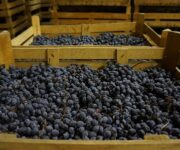 amarone_appassimento