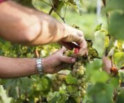 vendemmia_lugana