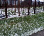Grandine in un vigneto