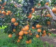 WhatsApp_Image_2021-12-02_at_145036