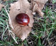 Il frutto delle piante del castagneto