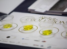 degustazione_masterclass_olio_3