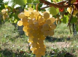 ribolla_gialla