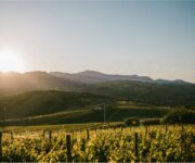 Il vigneto della cantina Zaccagnini