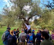Turisti in visita ad un uliveto di San Mauro Castelverde