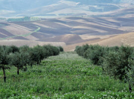 Uliveto Miceli&Sensat