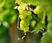 Uva da tavola – ph congerdesign, Pixabay