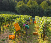 Vendemmia in Franciacorta