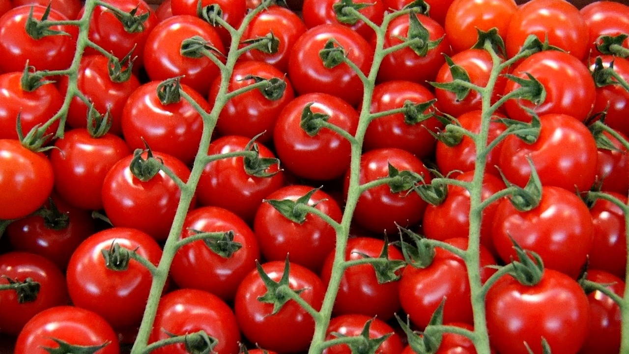 Pomodori