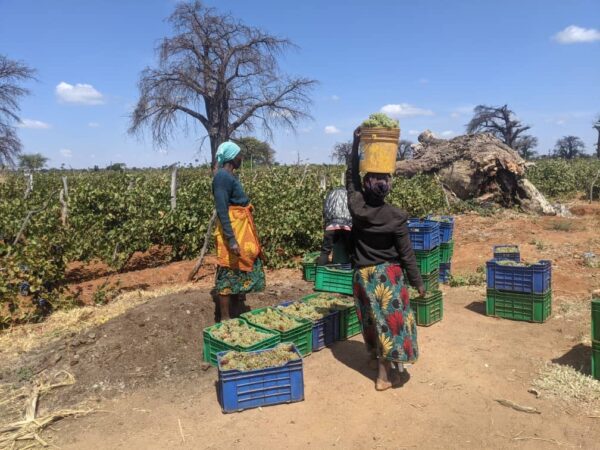 Immagine dalla Tanzania