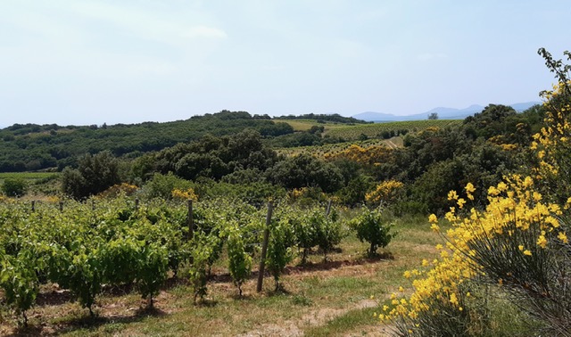 Faugeres, Languedoc