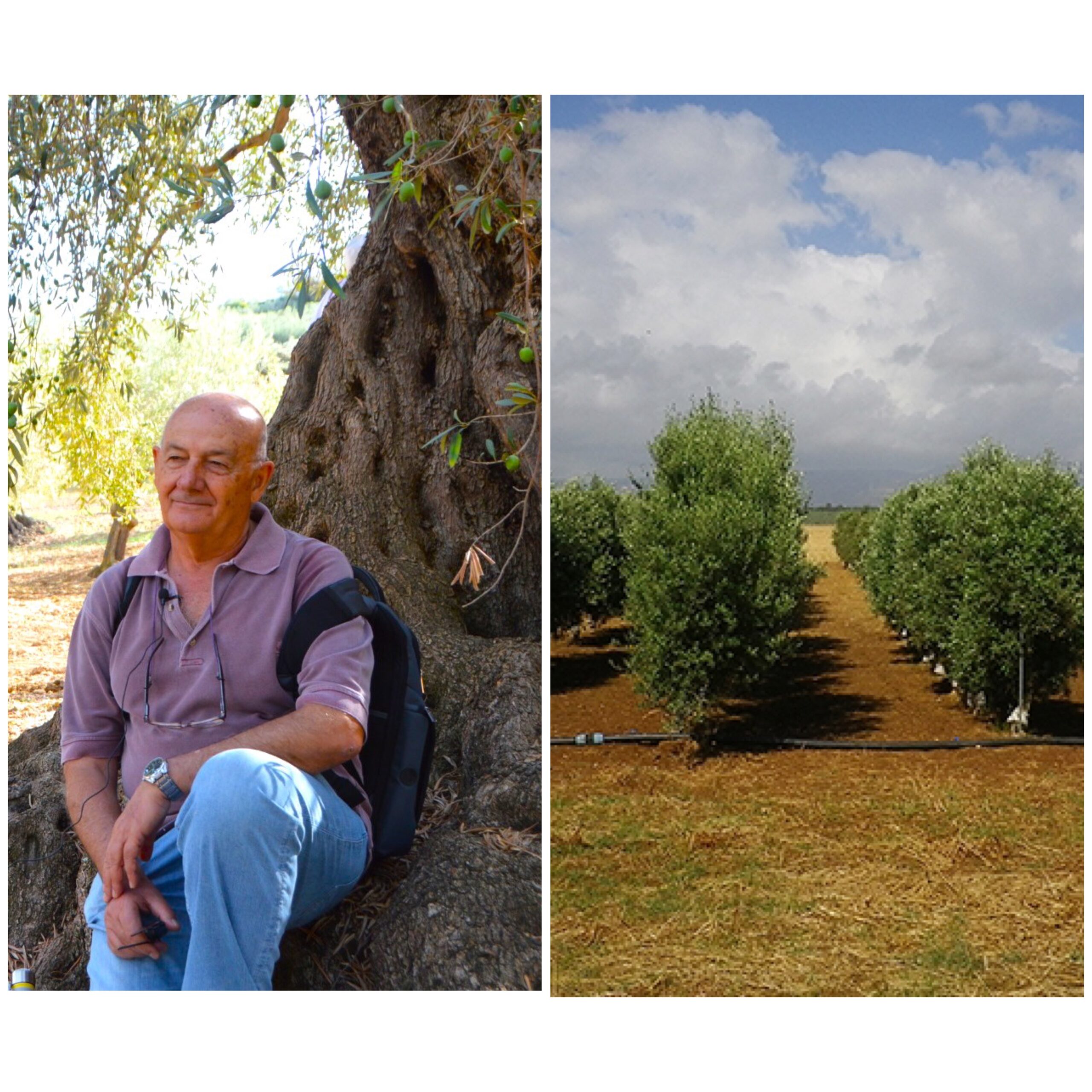 Da sinistra il docente Tiziano Caruso e uliveti siciliani