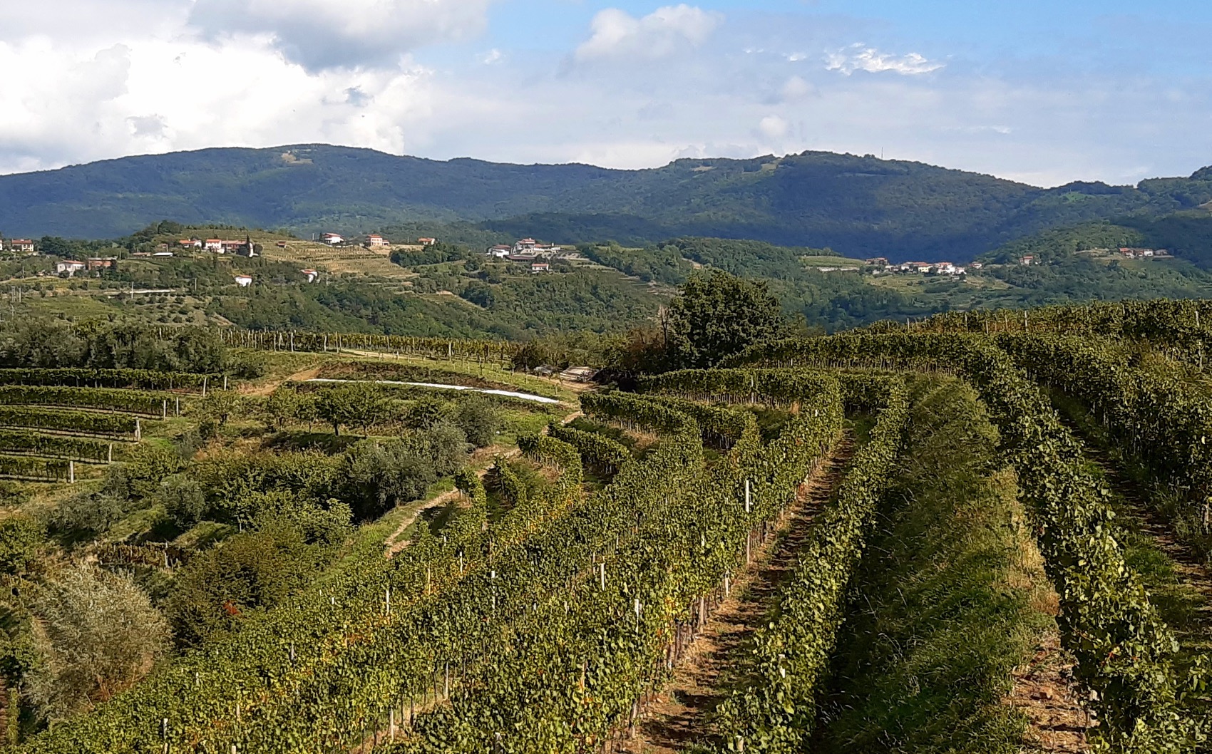 Brda_Vigne_03