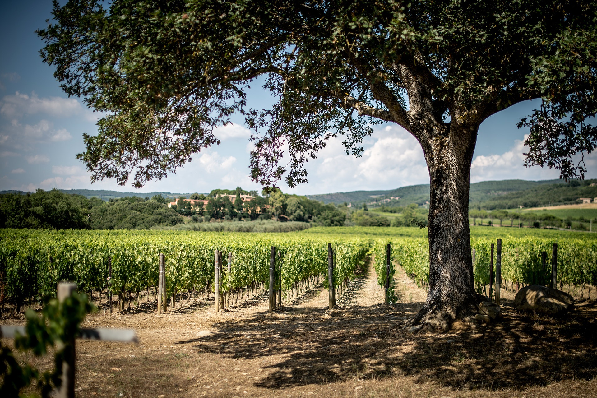 I vigneti a Montalcino dell’azienda Campogiovanni