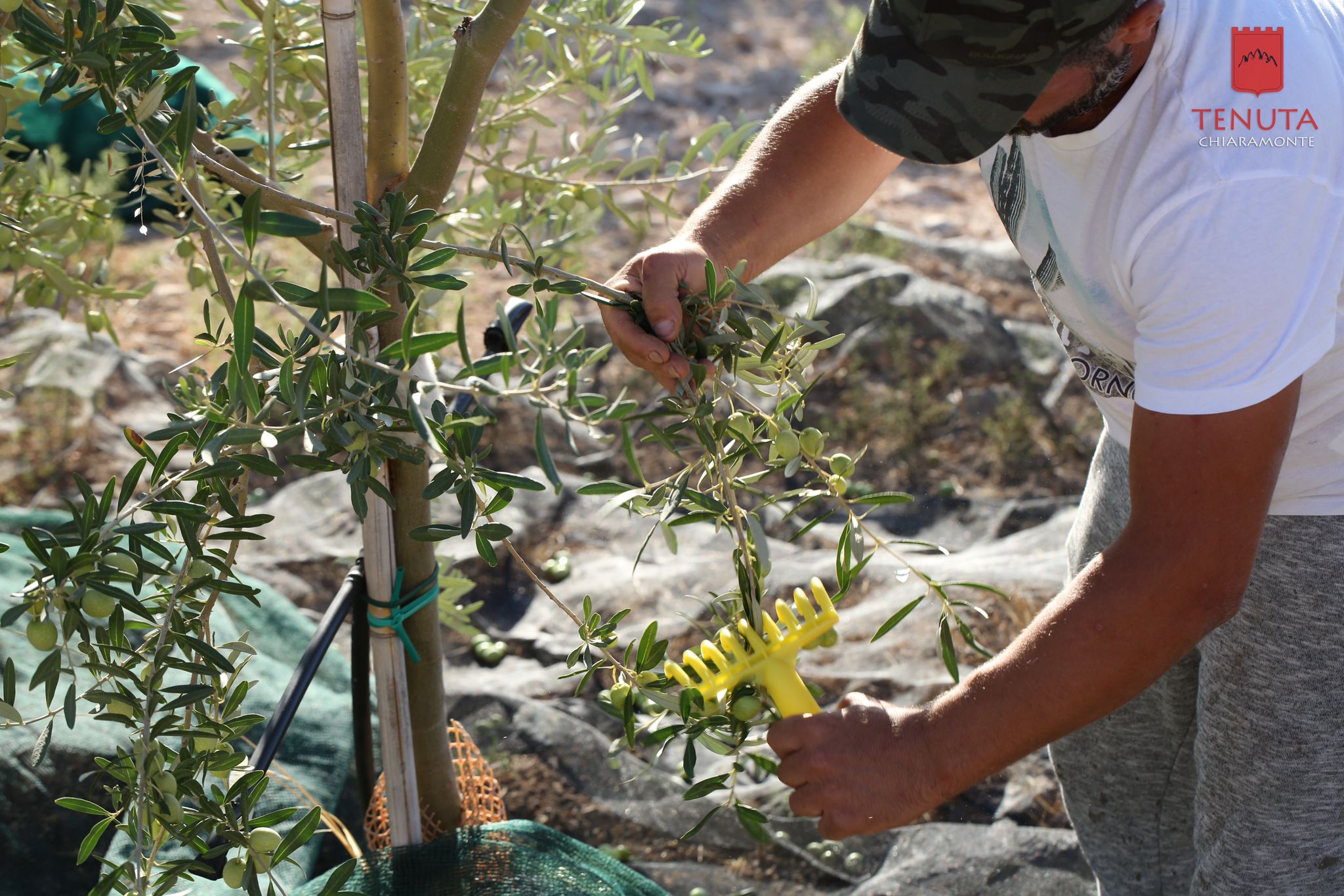 Olio Tenuta Chiaramonte