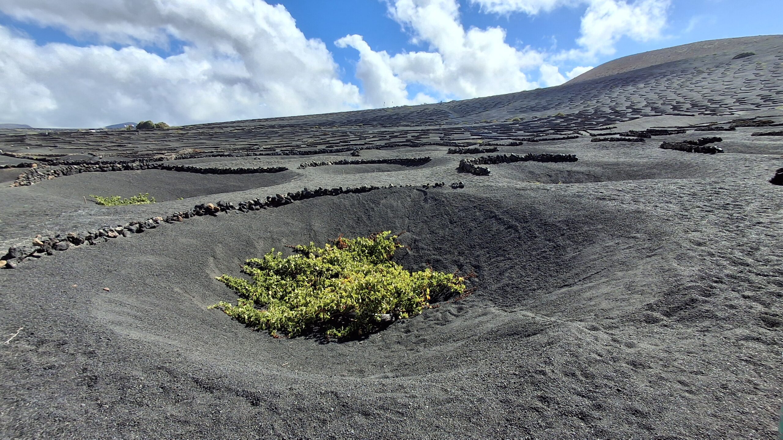 Lanzarote, vigne La Geria
